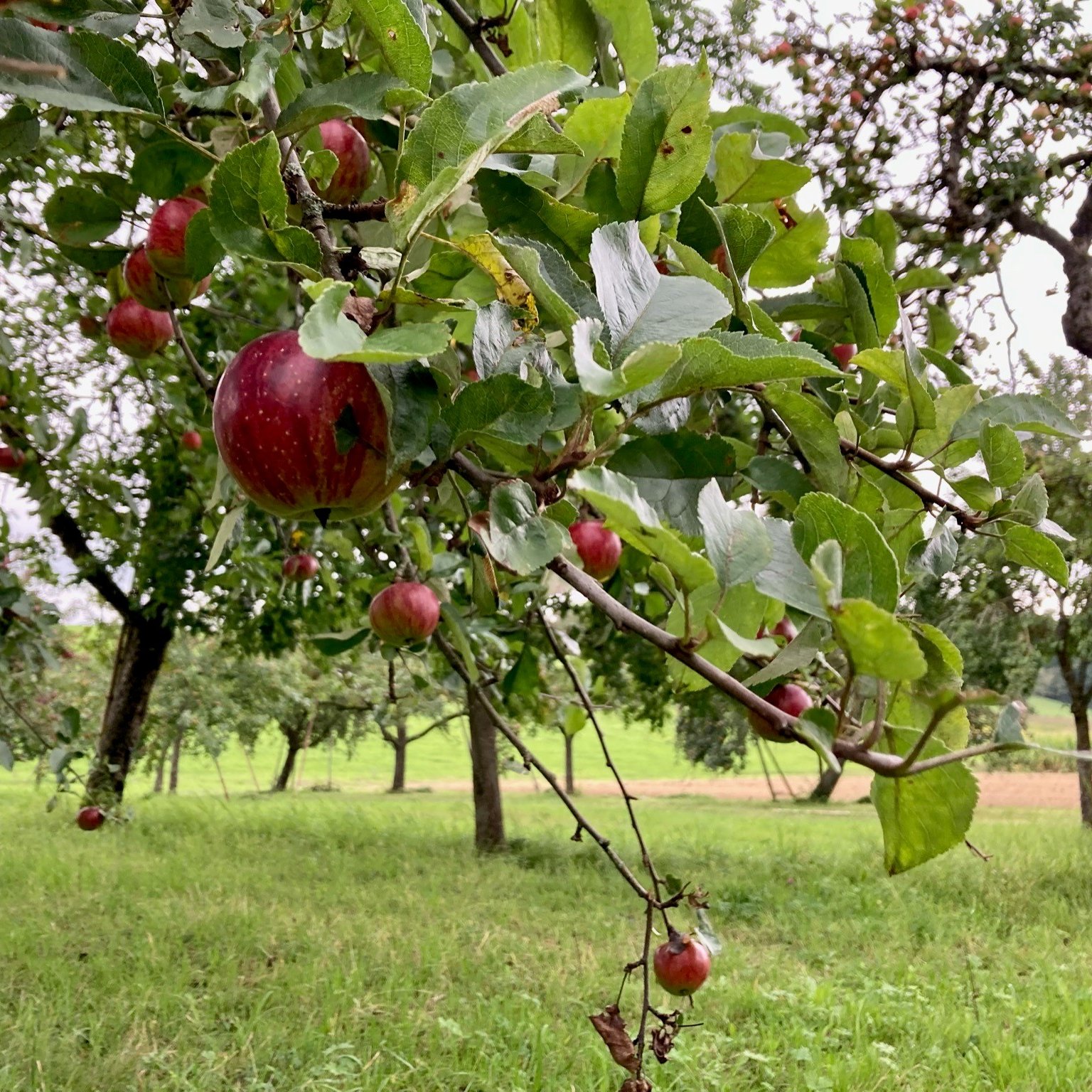 Streuobstwiese bei Mulfingen