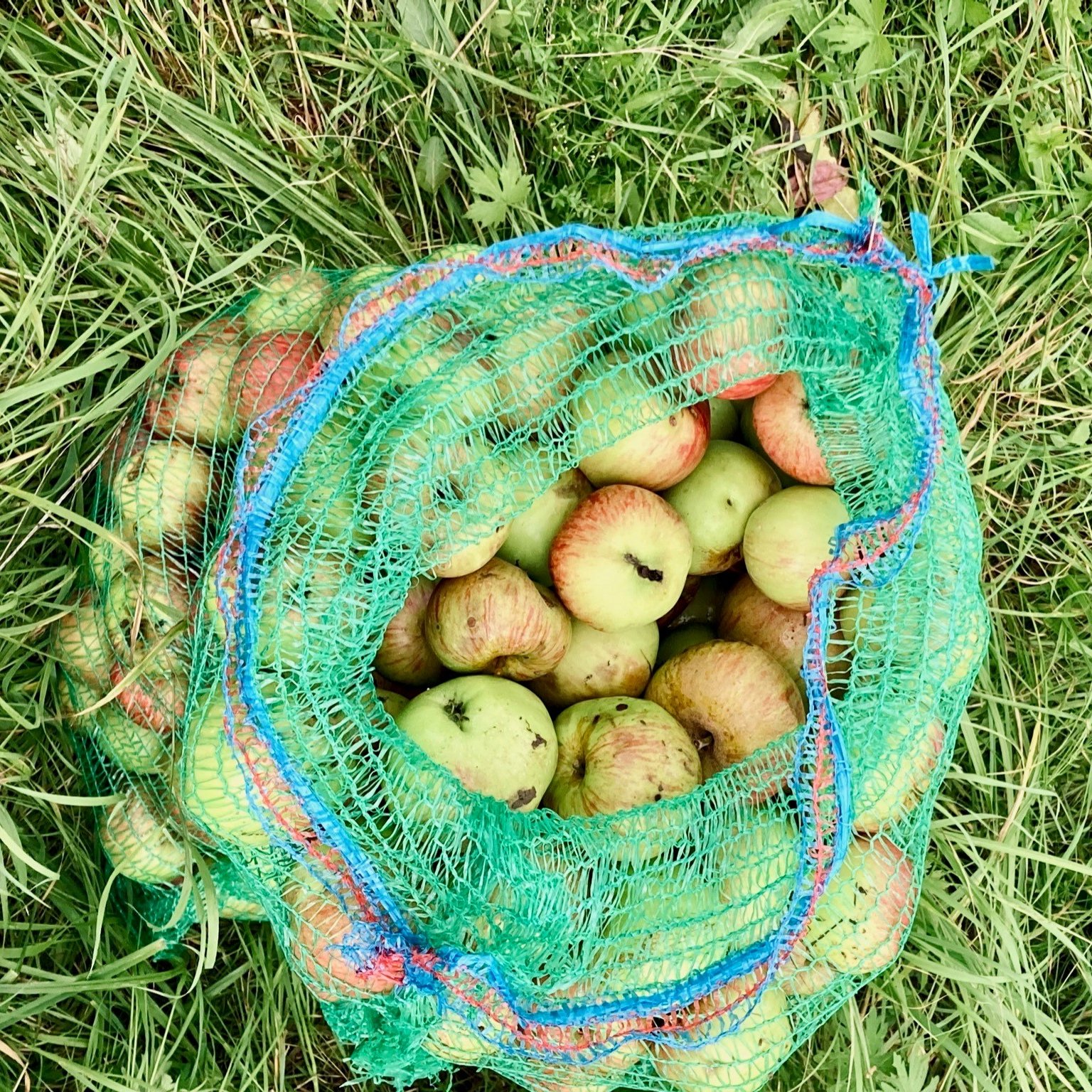Streuobstäpfel im Netz